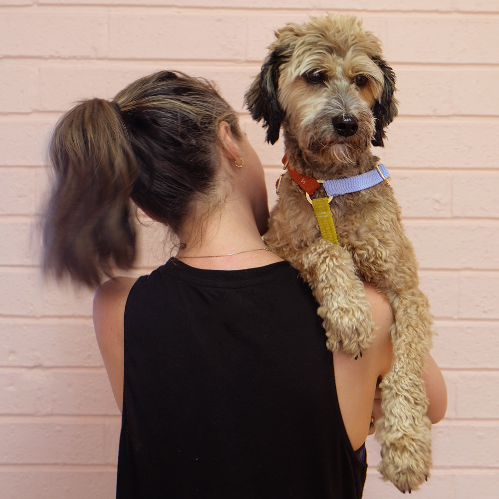 Lucky Dip Cord Dog Harness - Spin the Wheel