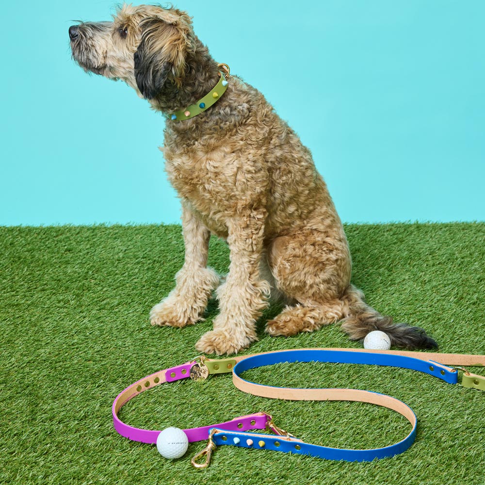 Collar & Leash Bundle