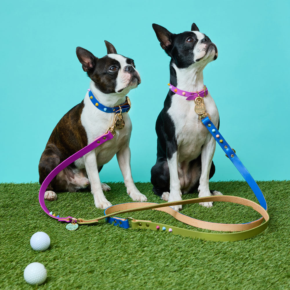 Spike Leather Dog Collar - Salt Coast