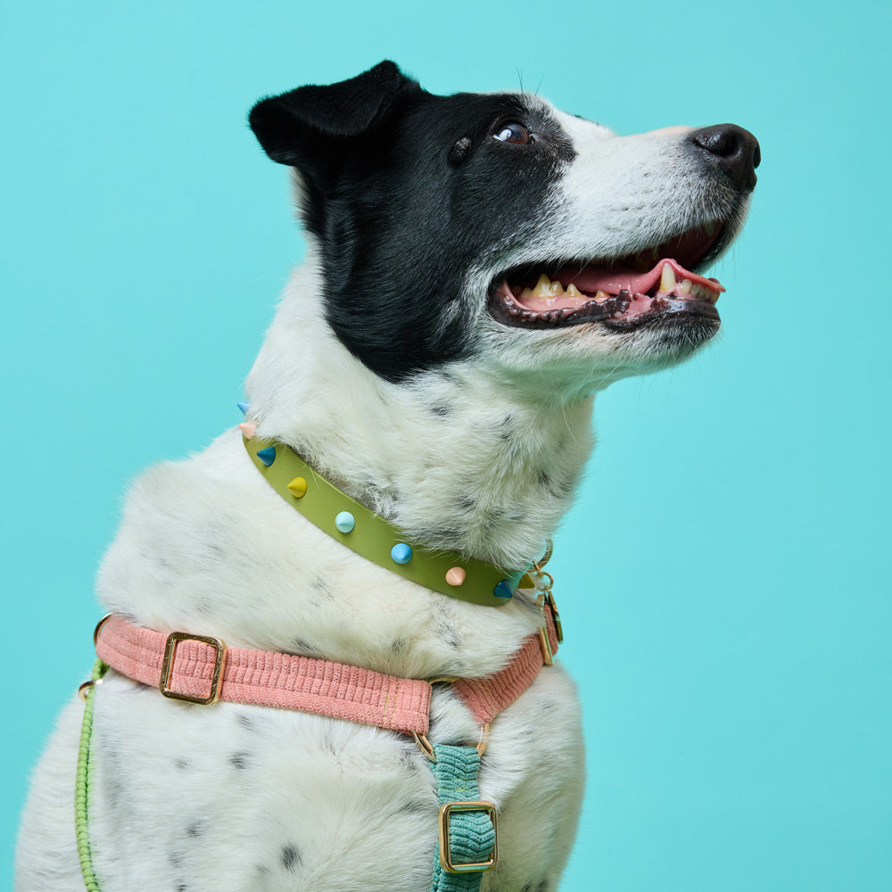 Spike Leather Dog Collar - Mini Golf