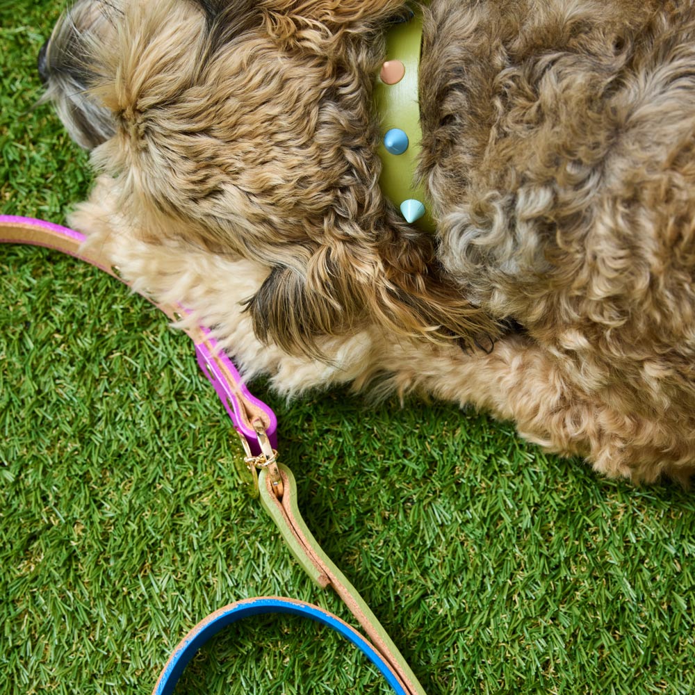 Collar & Leash Bundle