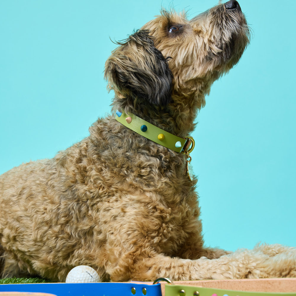 Spike Leather Dog Collar - Mini Golf