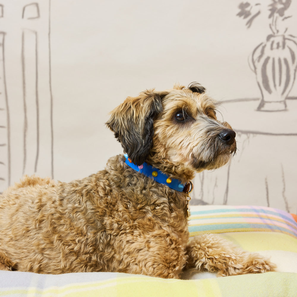 Spike Leather Dog Collar - Salt Coast