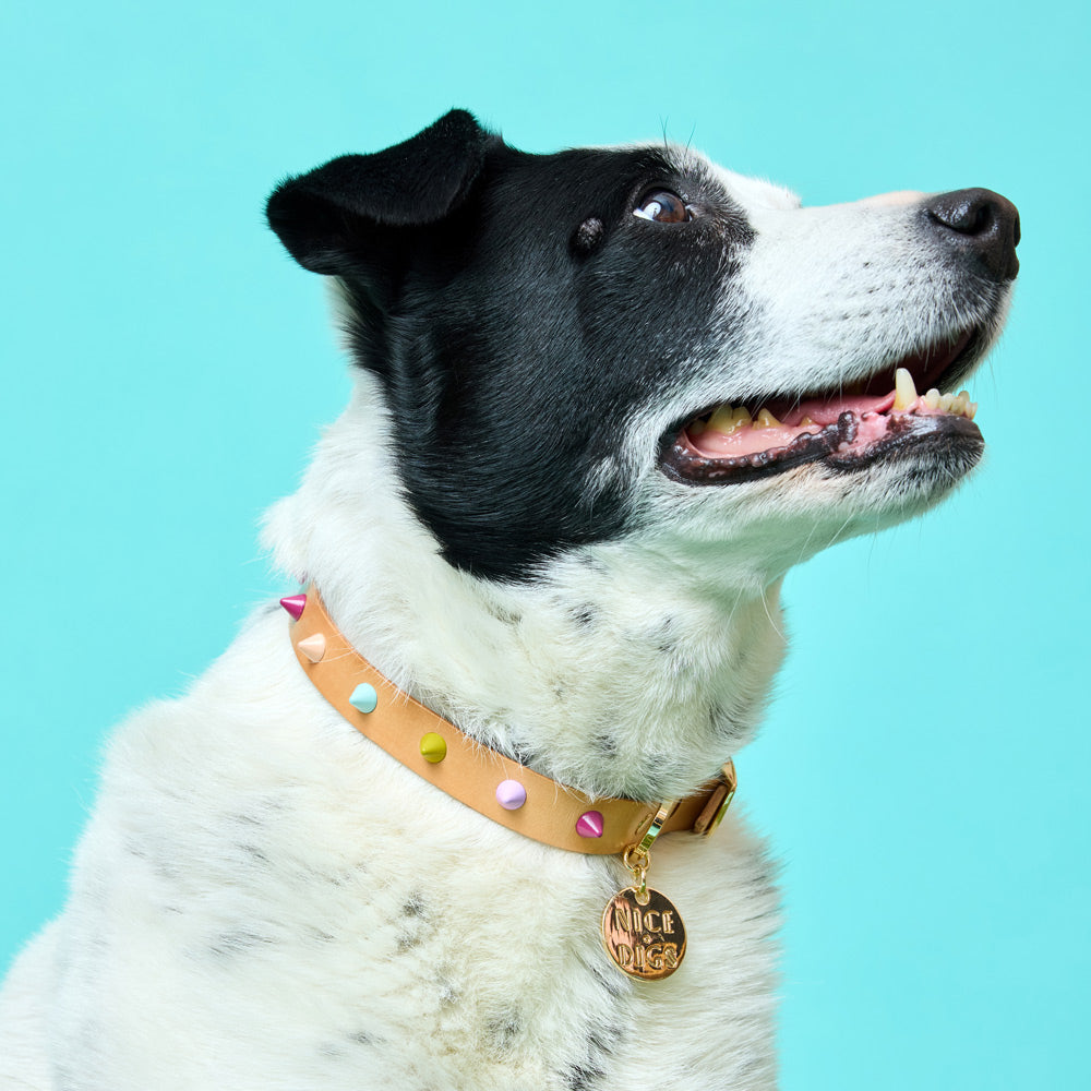 Spike Leather Dog Collar - Spritz