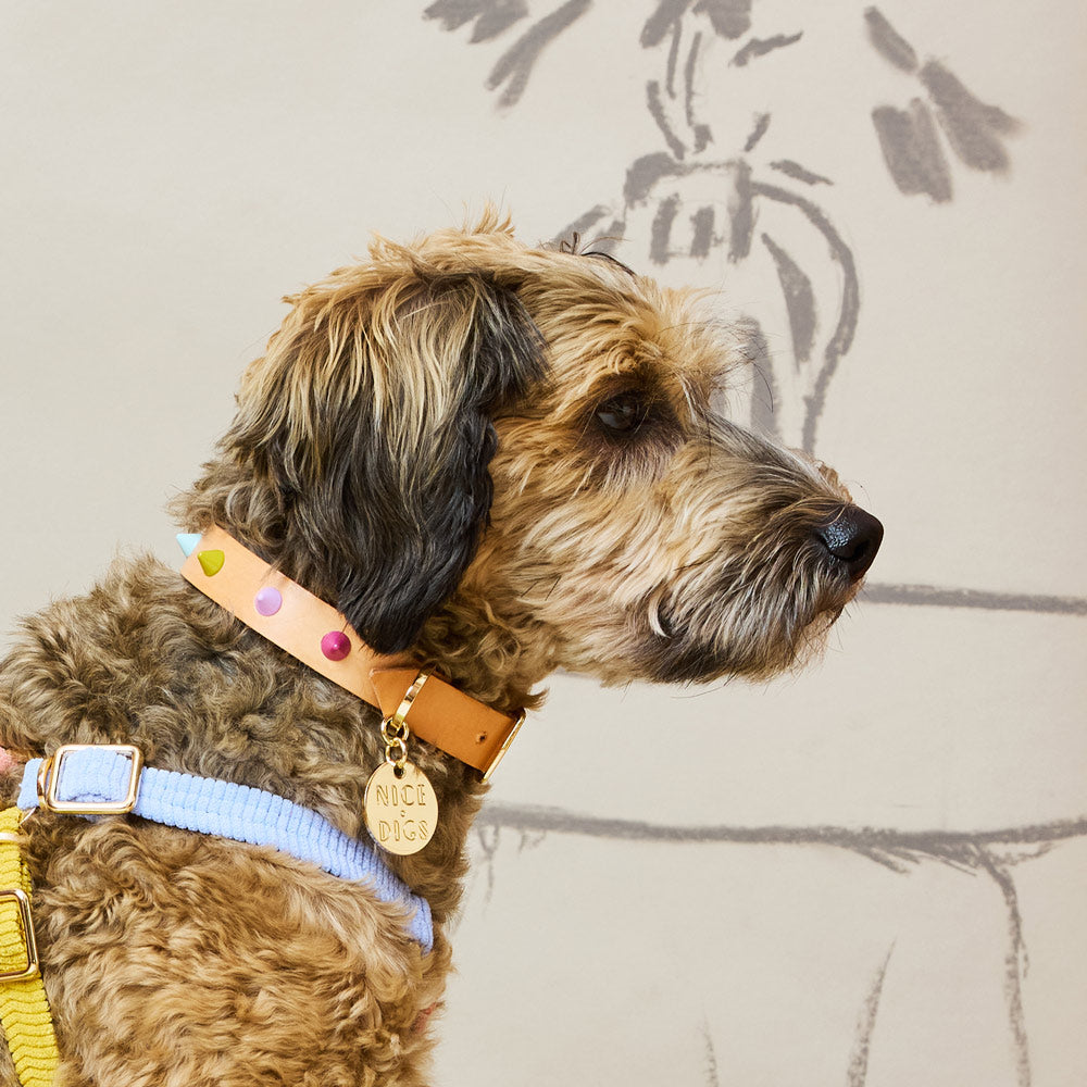 Spike Leather Dog Collar - Spritz