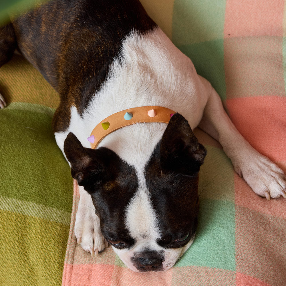 Spike Leather Dog Collar - Spritz