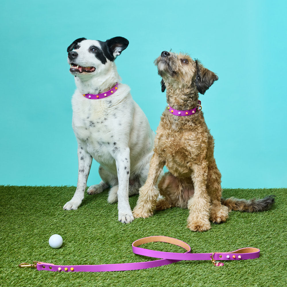 Spike Leather Dog Collar - Ultra violet