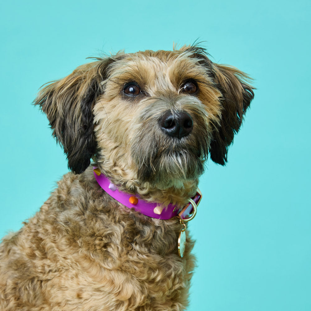 Spike Leather Dog Collar - Ultra violet