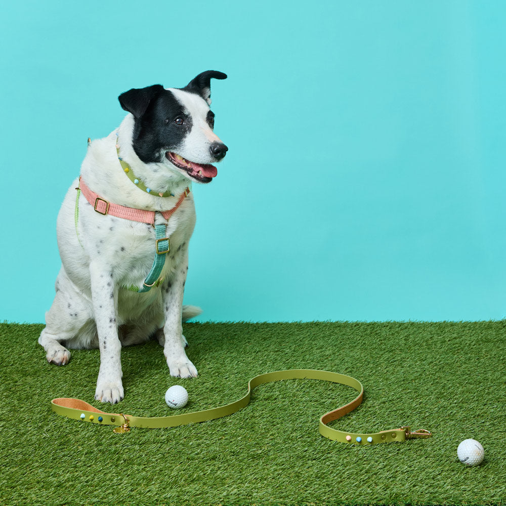 Spike Leather Dog Leash - Mini Golf