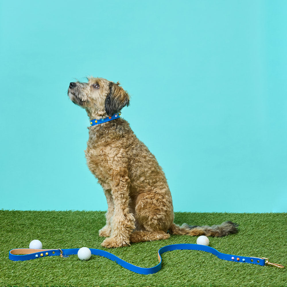 Spike Leather Dog Leash - Salt Coast