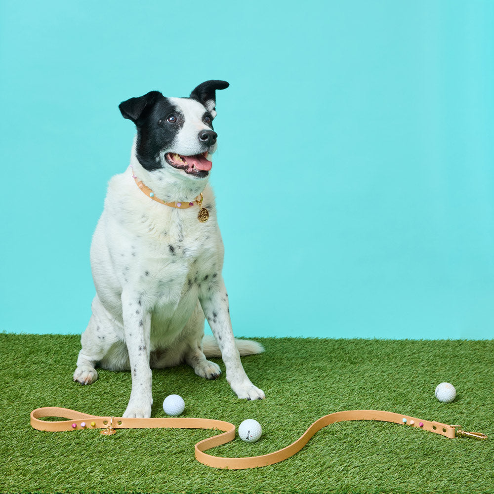 Spike Leather Dog Leash - Spritz