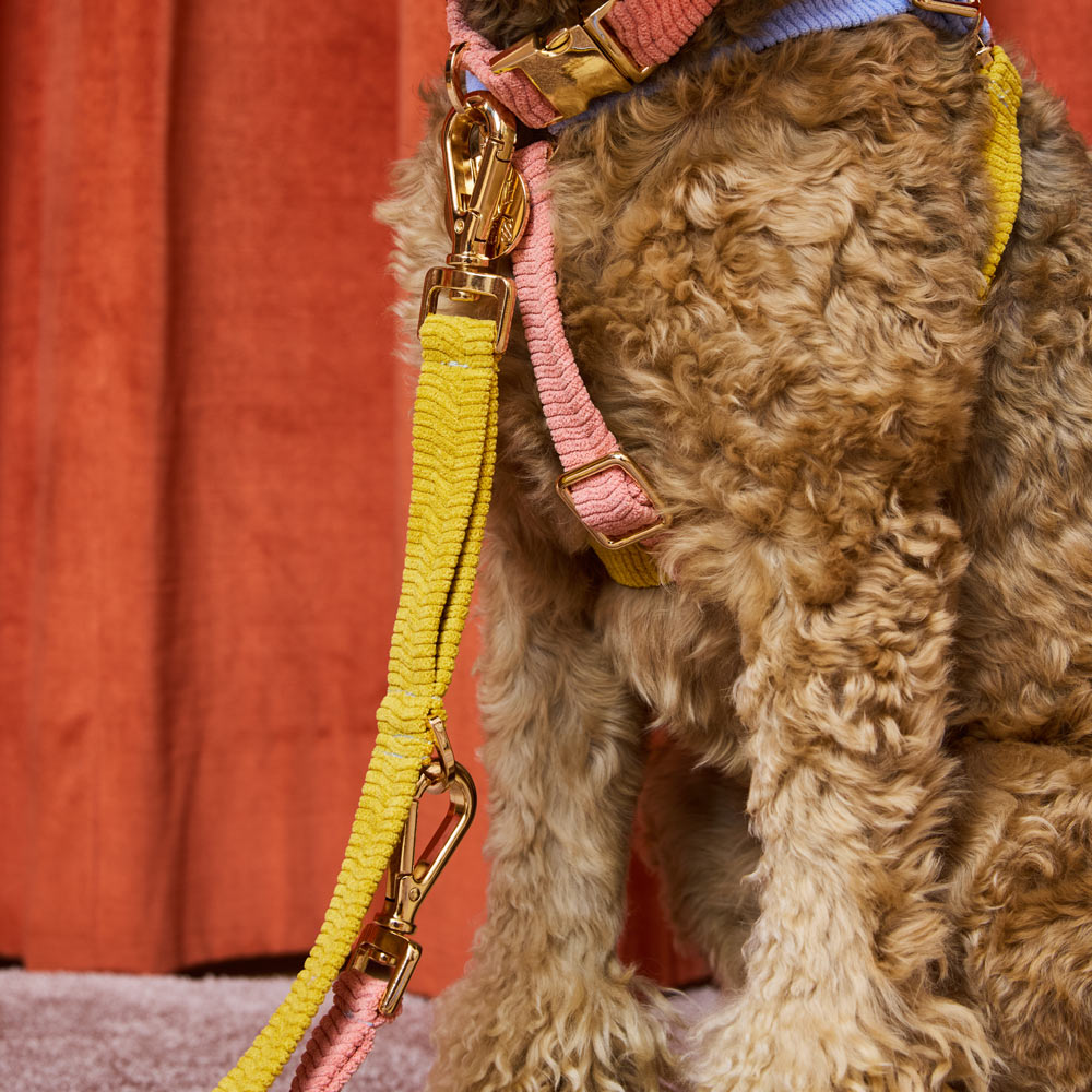 Cord Adjustable Dog Leash - First Light