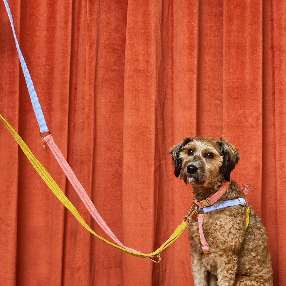 Cord Adjustable Dog Leash - First Light