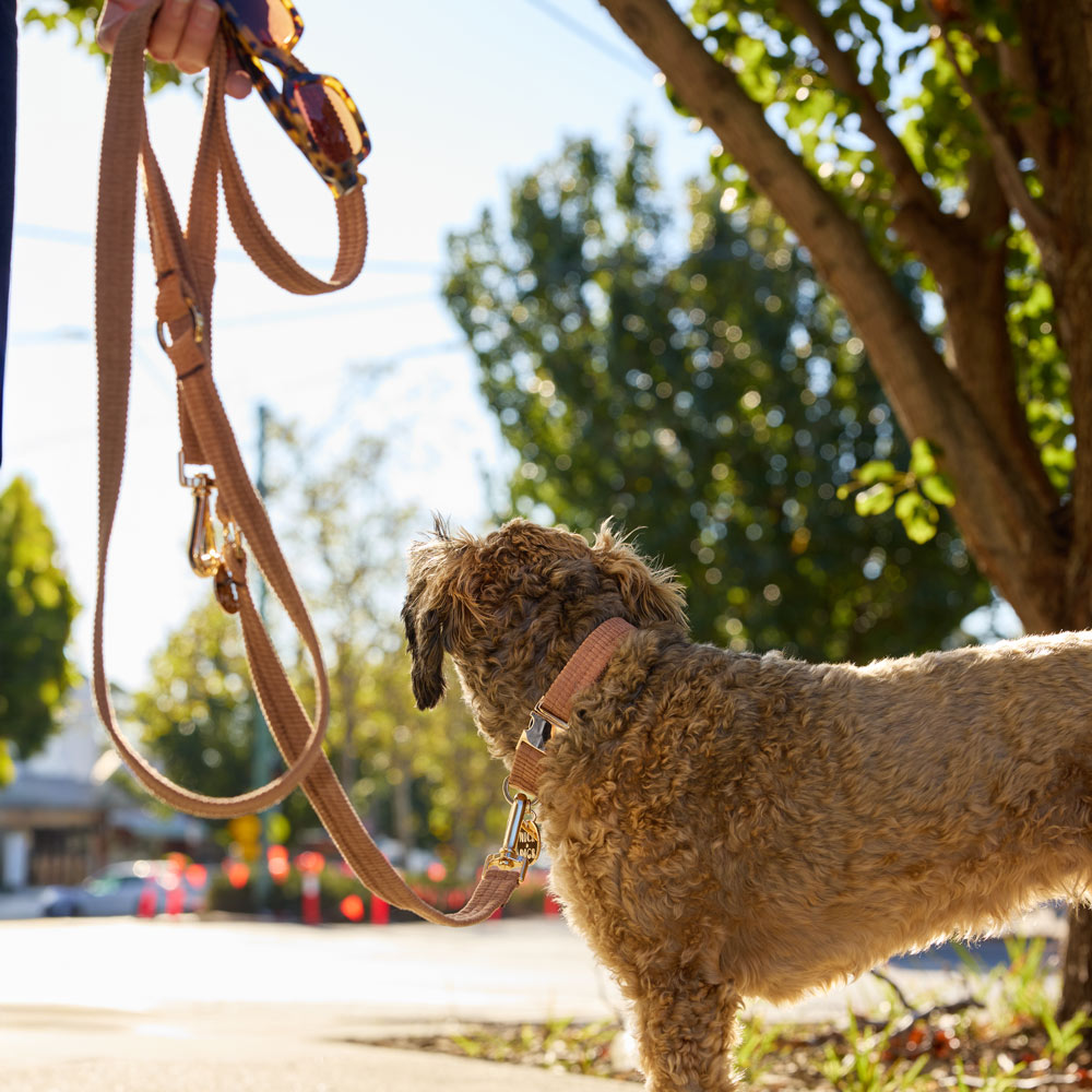 Collar & Leash Bundle