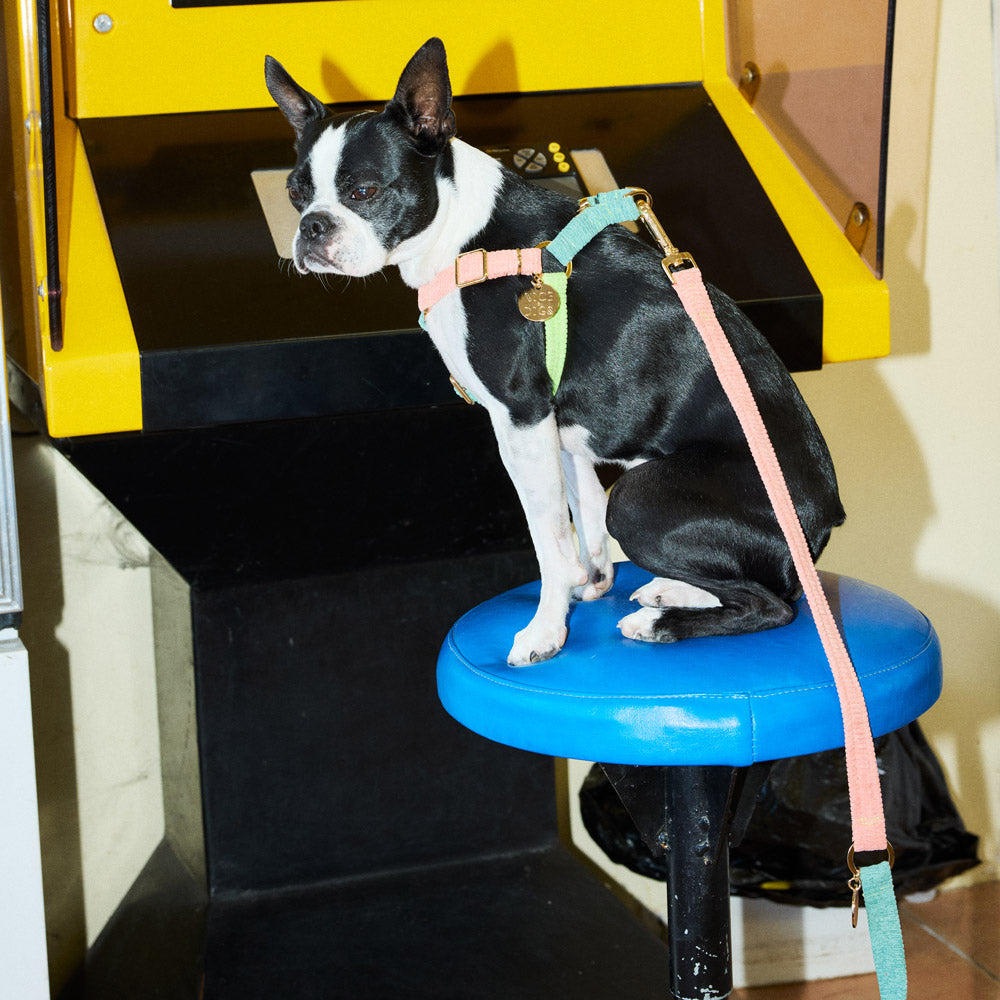 Cord Adjustable Dog Leash - Papaya