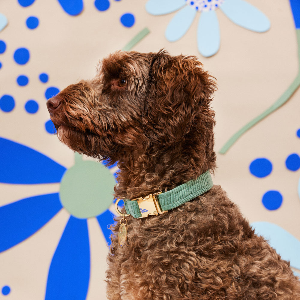 Cord Dog Collar - Eucalyptus