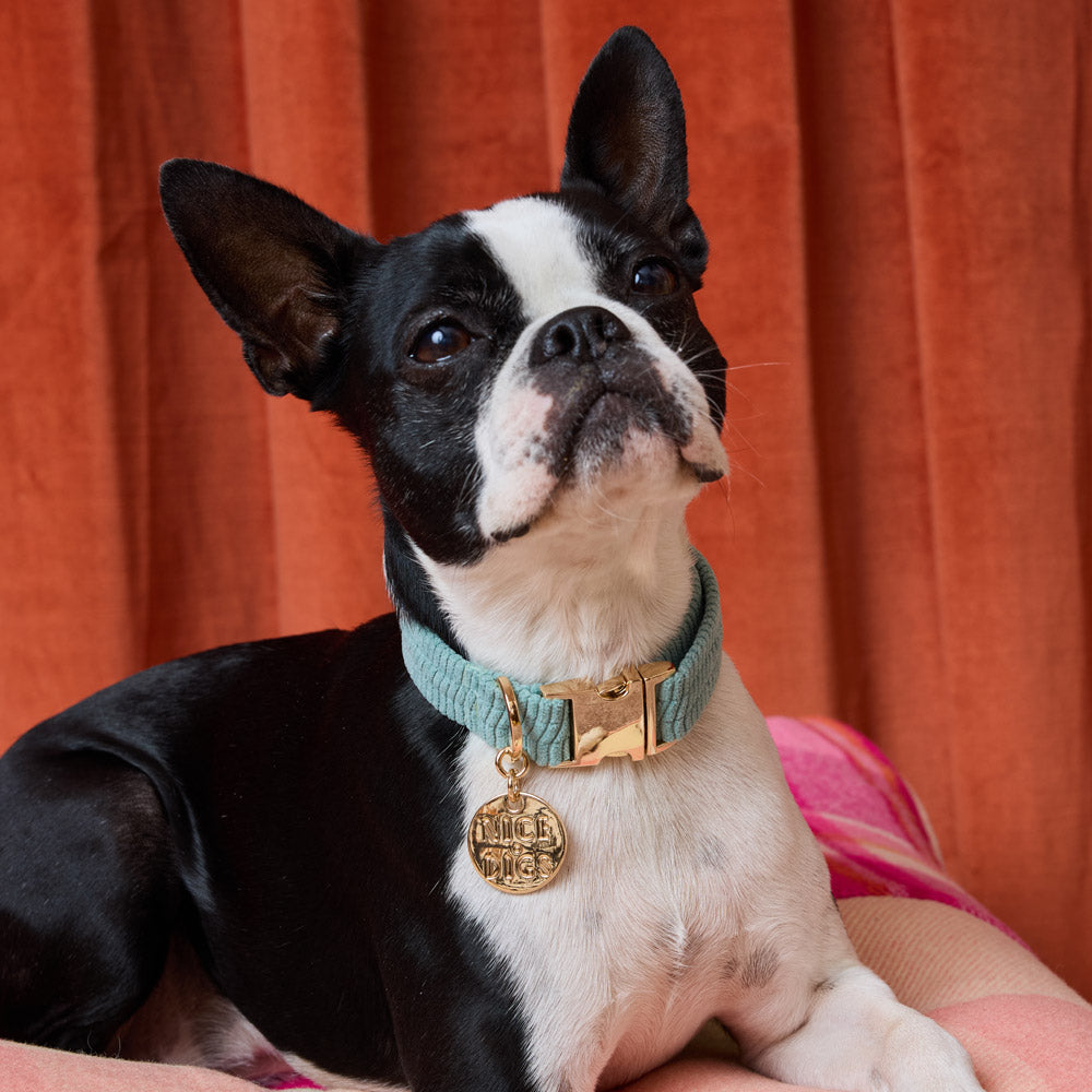 Cord Dog Collar - Eucalyptus