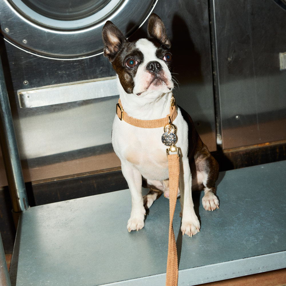 Cord Dog Collar - Mocha