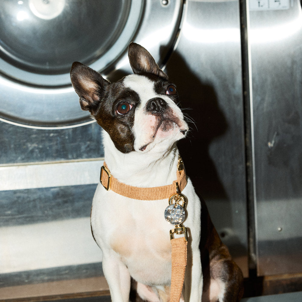 Cord Dog Collar - Mocha