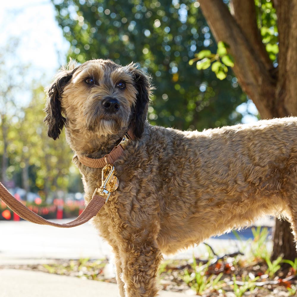 Cord Dog Collar - Mocha