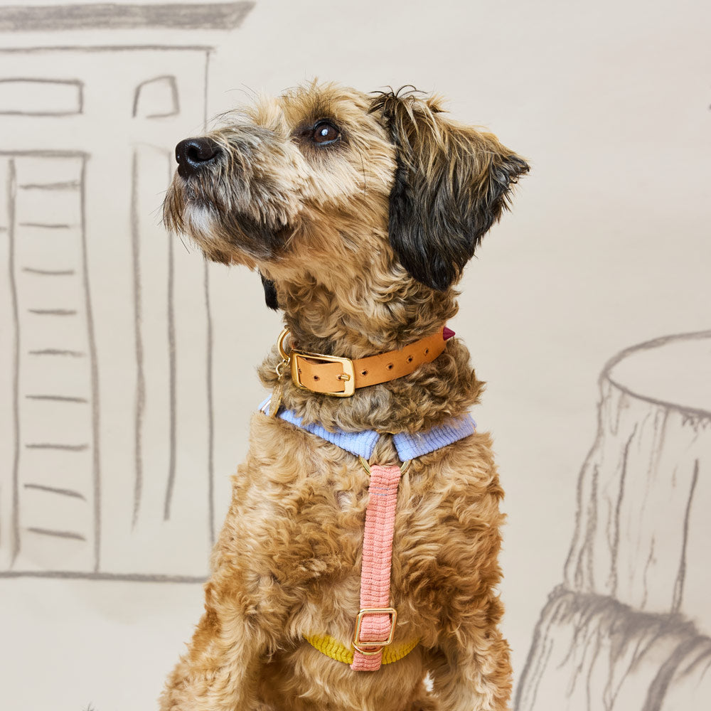 Cord Non-Pull Dog Harness - First Light