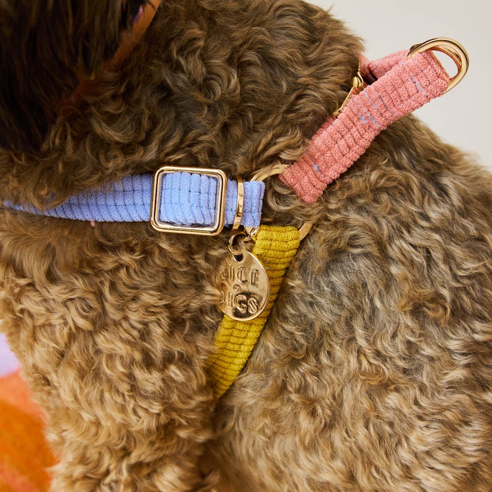 Cord Non-Pull Dog Harness - First Light