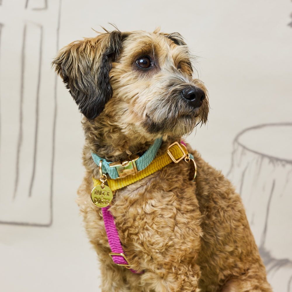 Cord Non-Pull Dog Harness - Hidden Gem