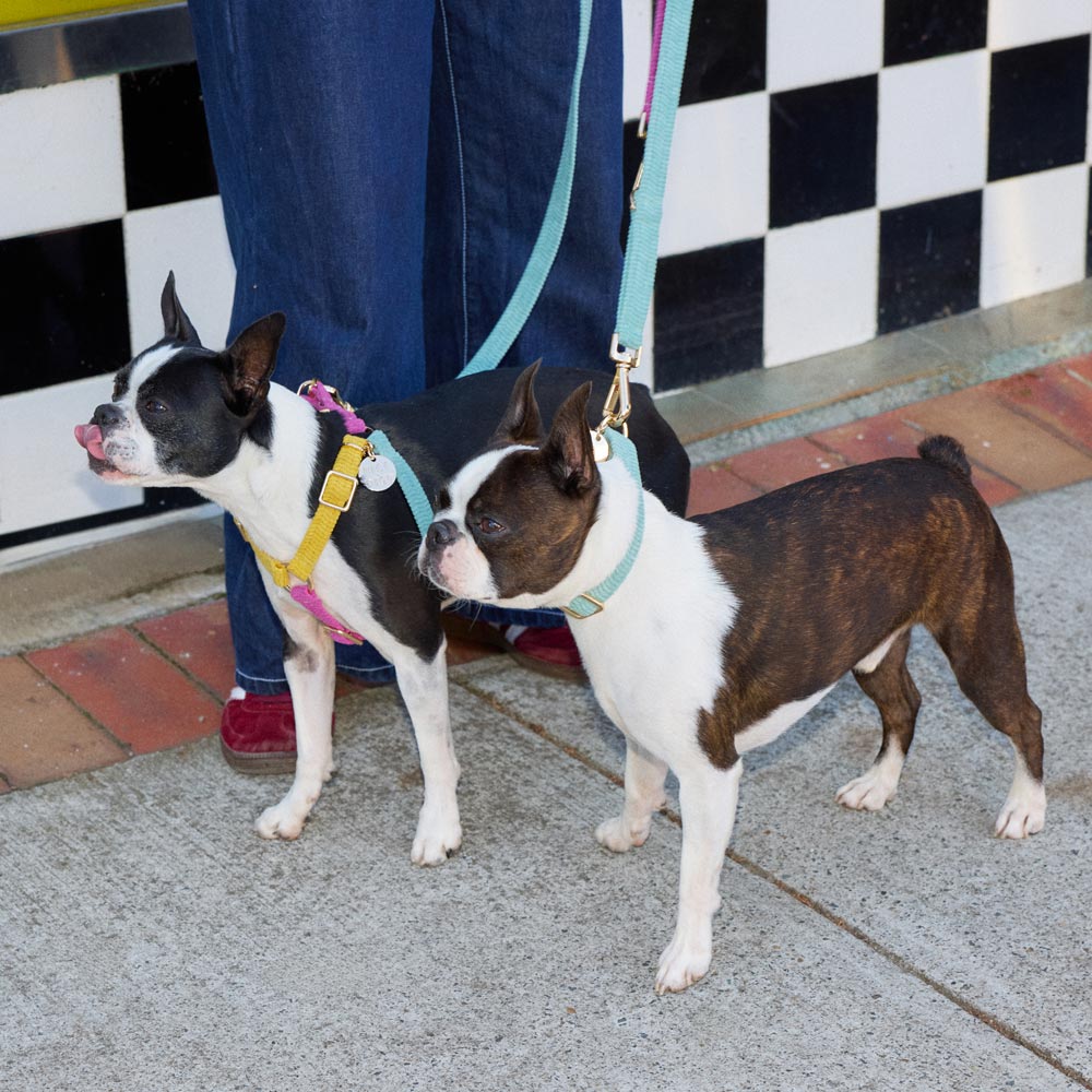 Cord Non-Pull Dog Harness - Hidden Gem