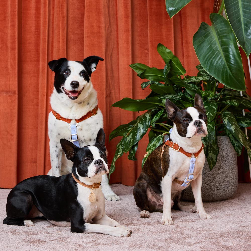 Cord Non-Pull Dog Harness - The Lakehouse