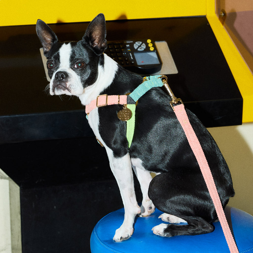 Cord Non-Pull Dog Harness - Papaya
