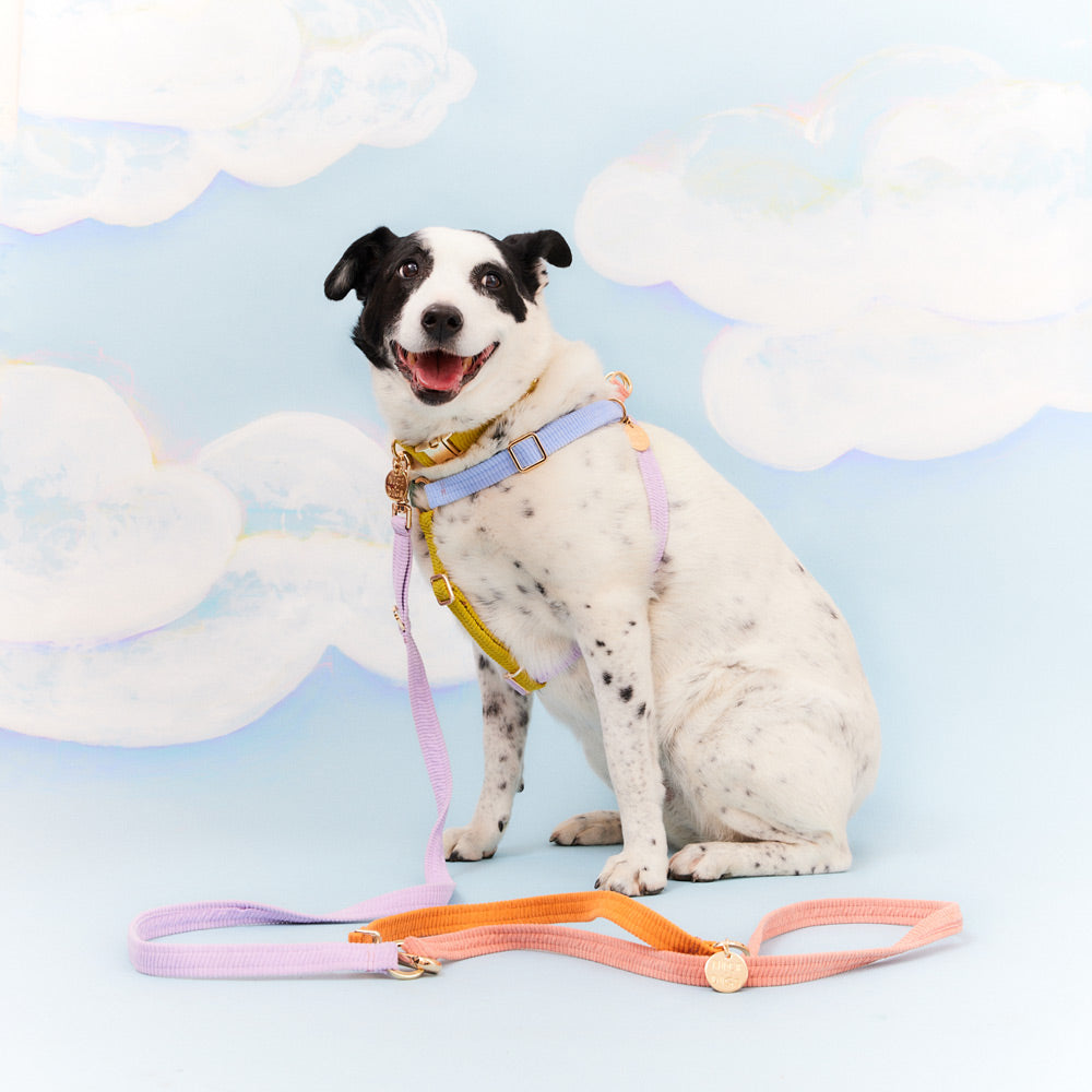 Cord Adjustable Dog Leash - Cutie Pie