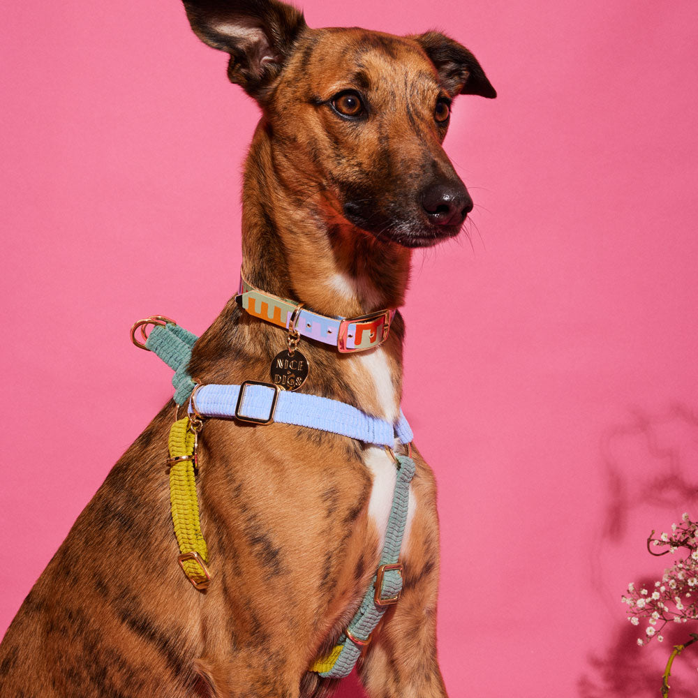 Cord Non-Pull Dog Harness - Cloud Burst