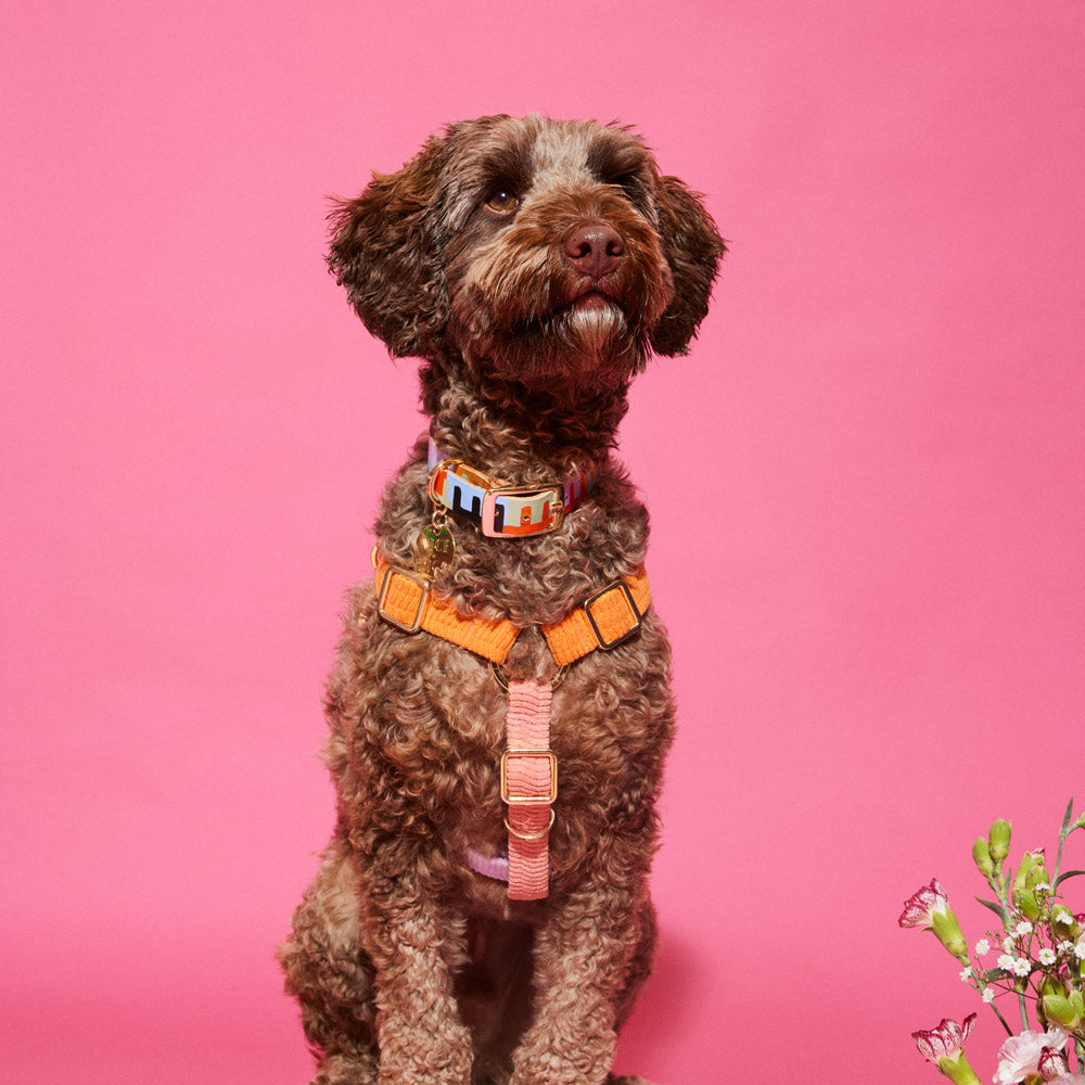 Cord Non-Pull Dog Harness - Cutie Pie