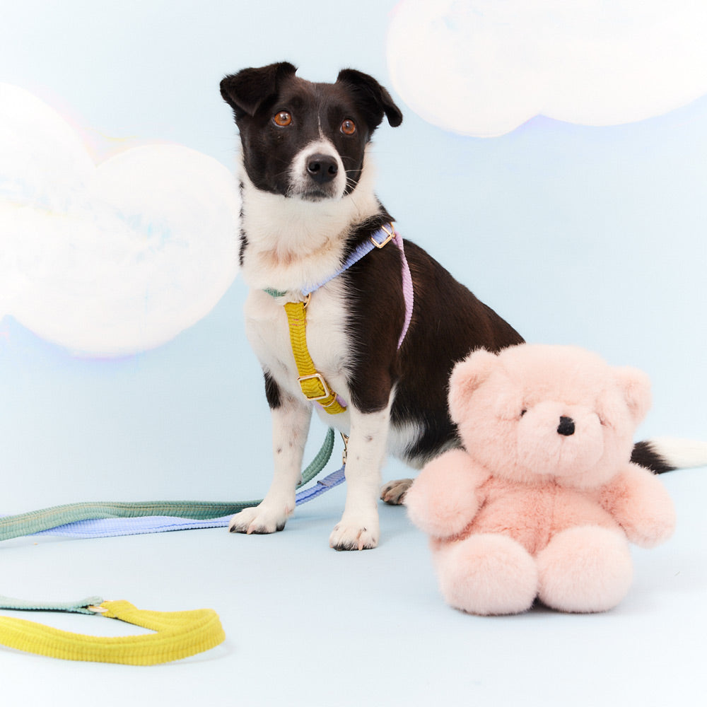 Cord Non-Pull Dog Harness - Tender Hug