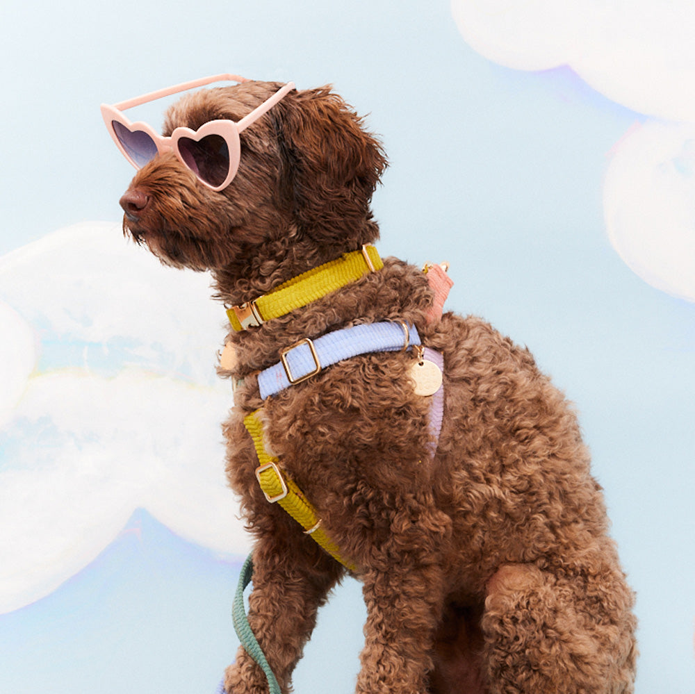 Cord Non-Pull Dog Harness - Tender Hug