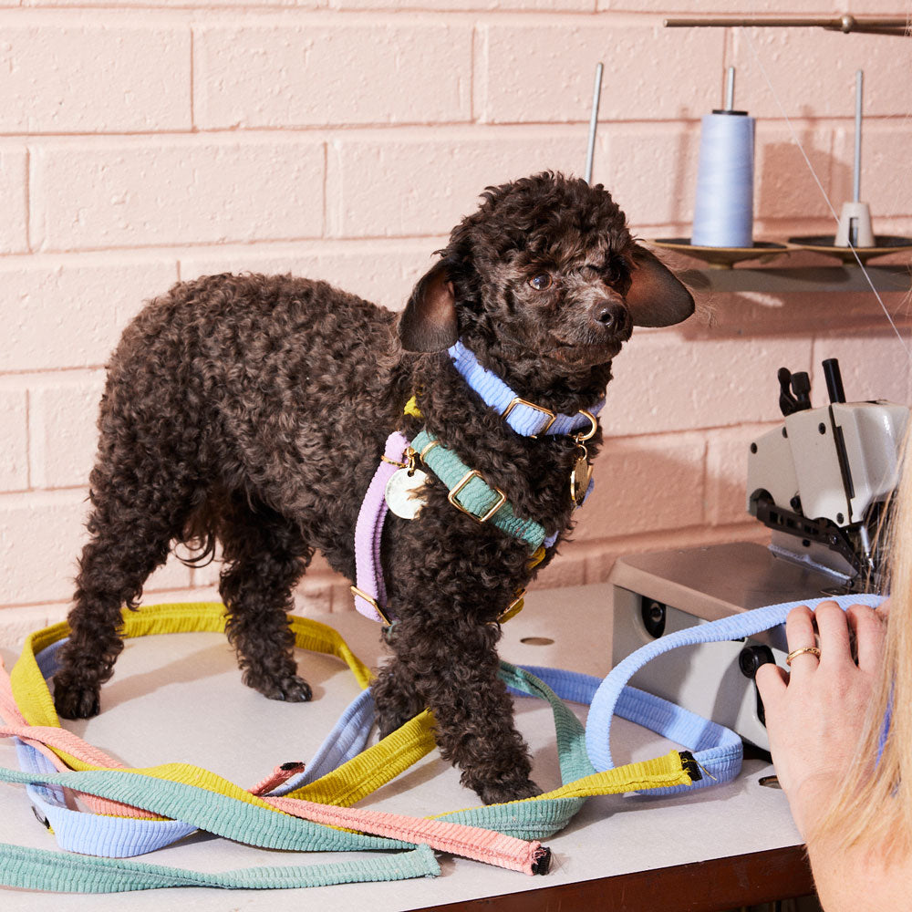 Cord Non-Pull Dog Harness - Tender Hug