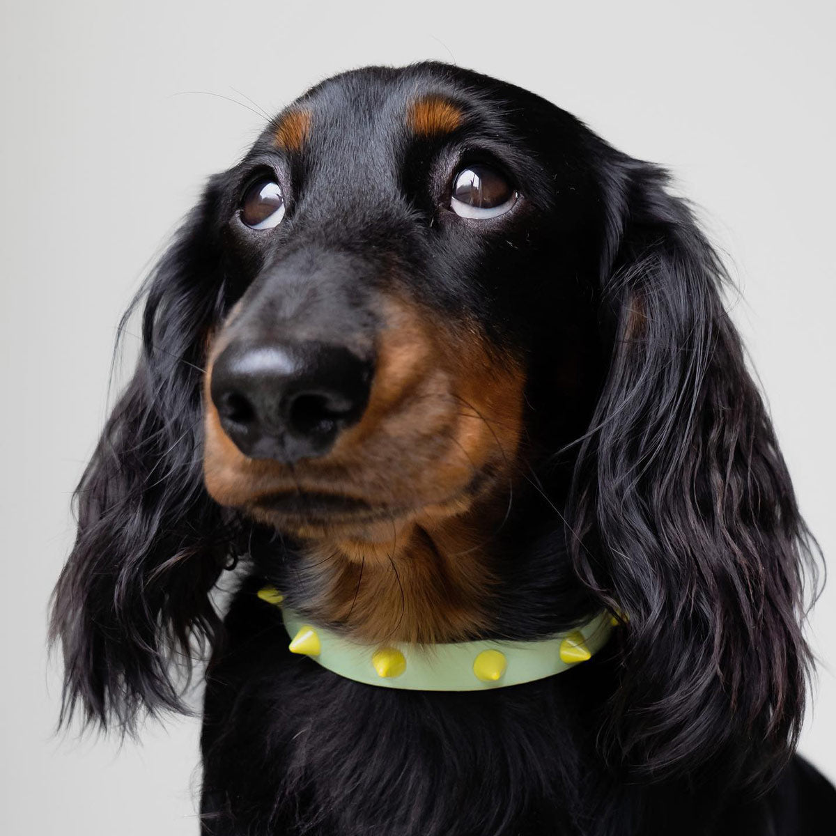 Smooth Spike Leather Dog Collar - Lime Pistachio