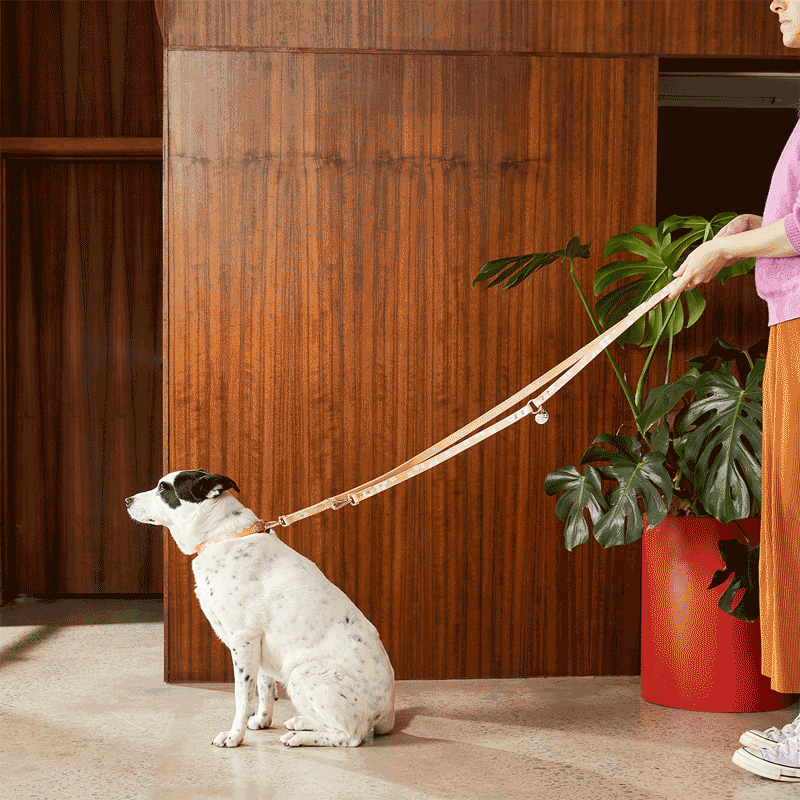 Cord Adjustable Dog Leash - Forget Me Not