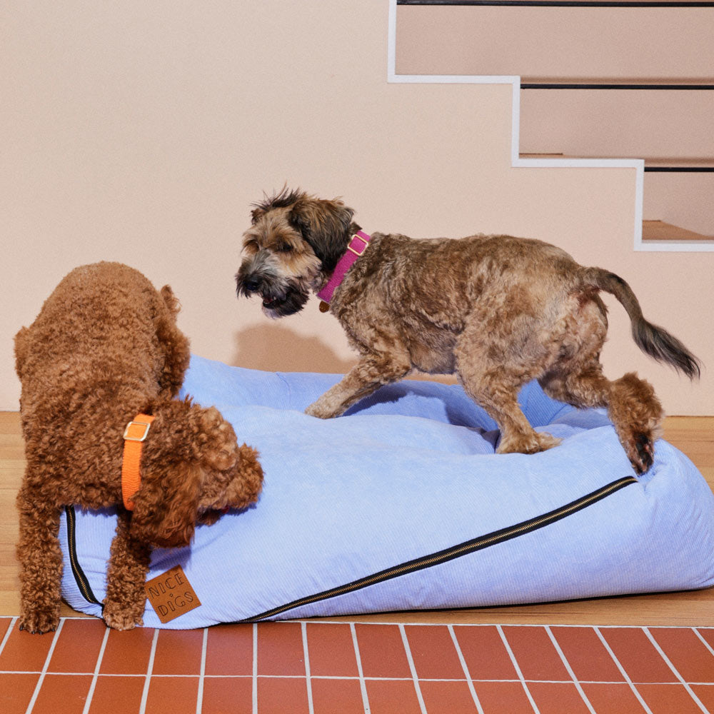 Cord Dog Collar - Dragon Fruit