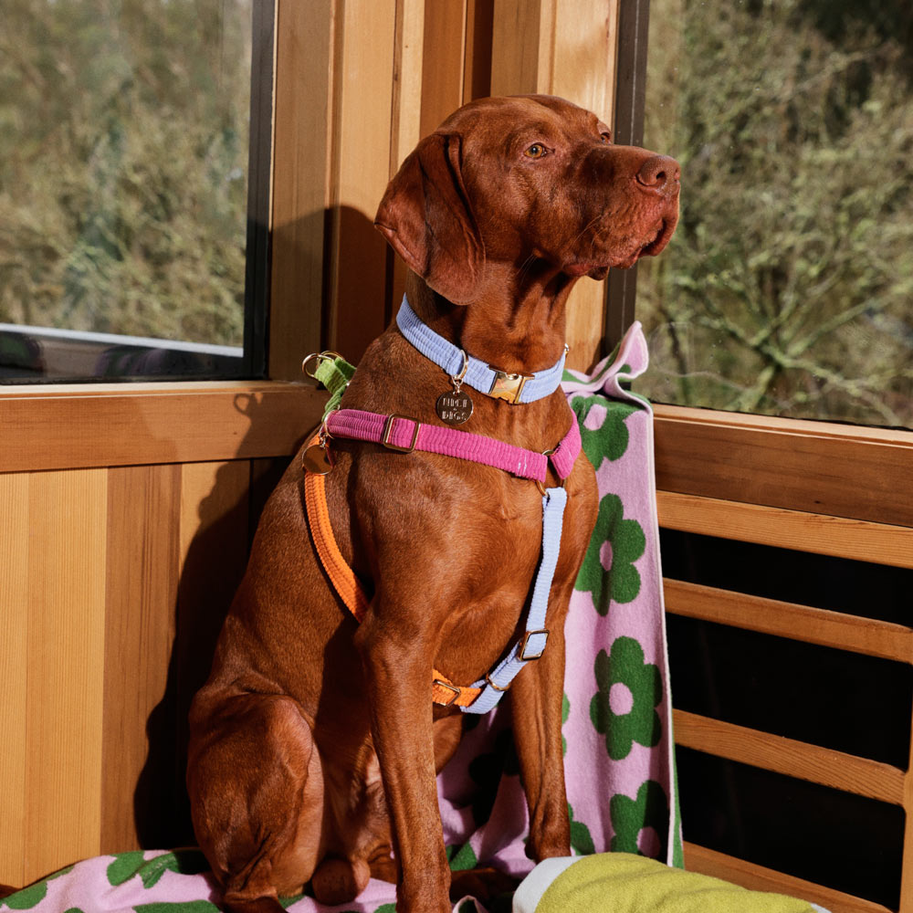 Cord Dog Collar - Forget Me Not