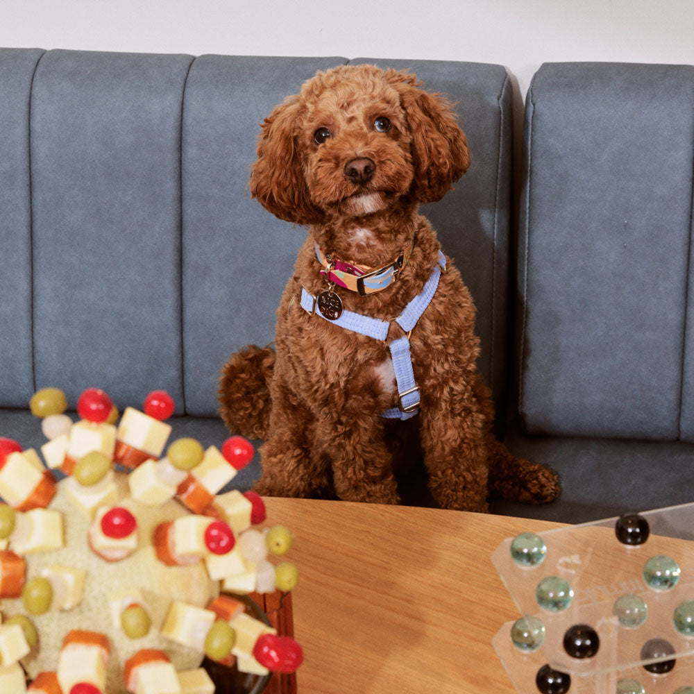 Cord Non-Pull Dog Harness - Forget Me Not