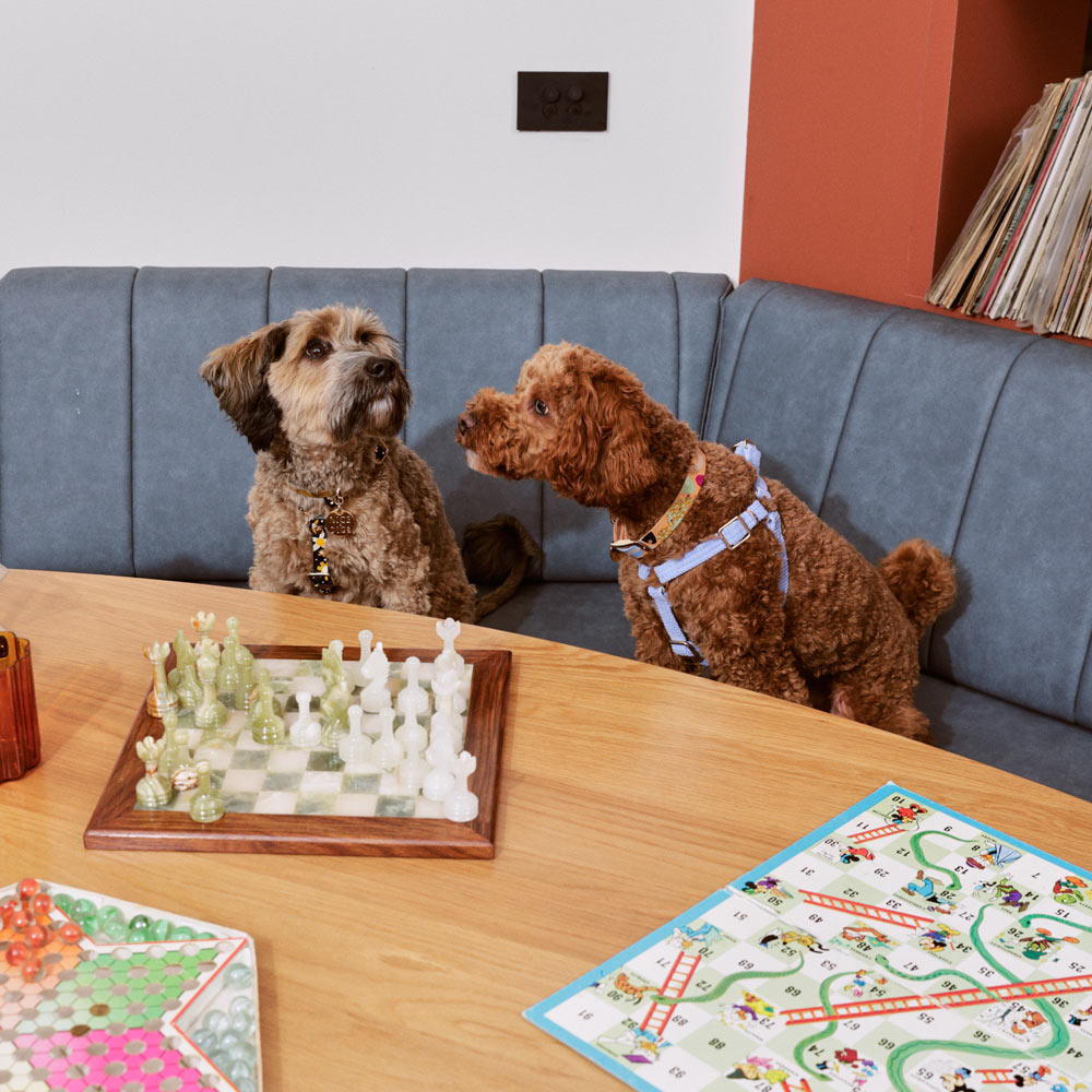 Cord Non-Pull Dog Harness - Forget Me Not