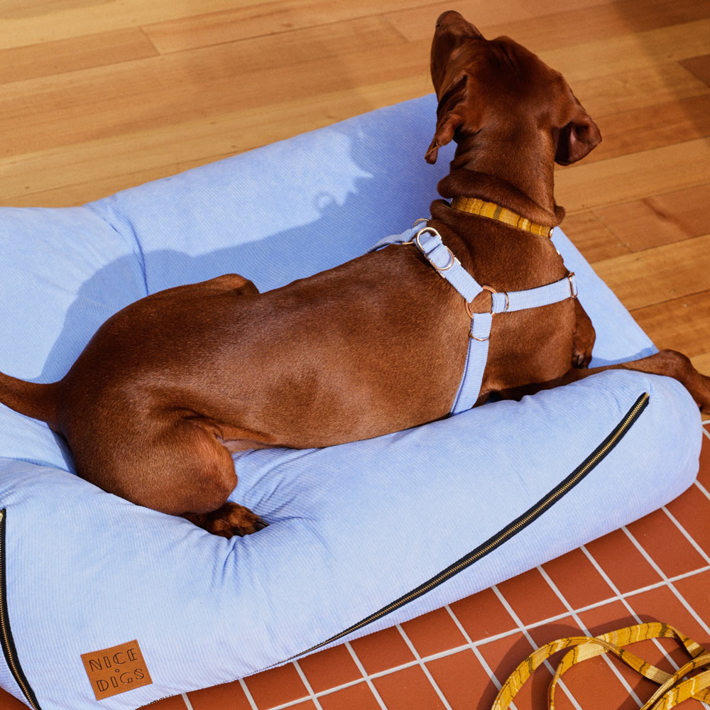 Cord Non-Pull Dog Harness - Forget Me Not