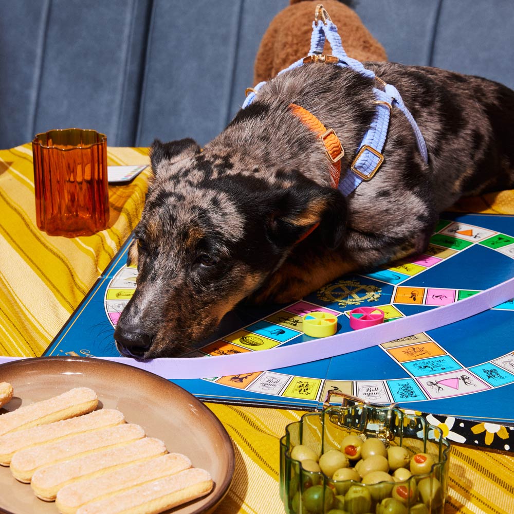 Cord Non-Pull Dog Harness - Forget Me Not