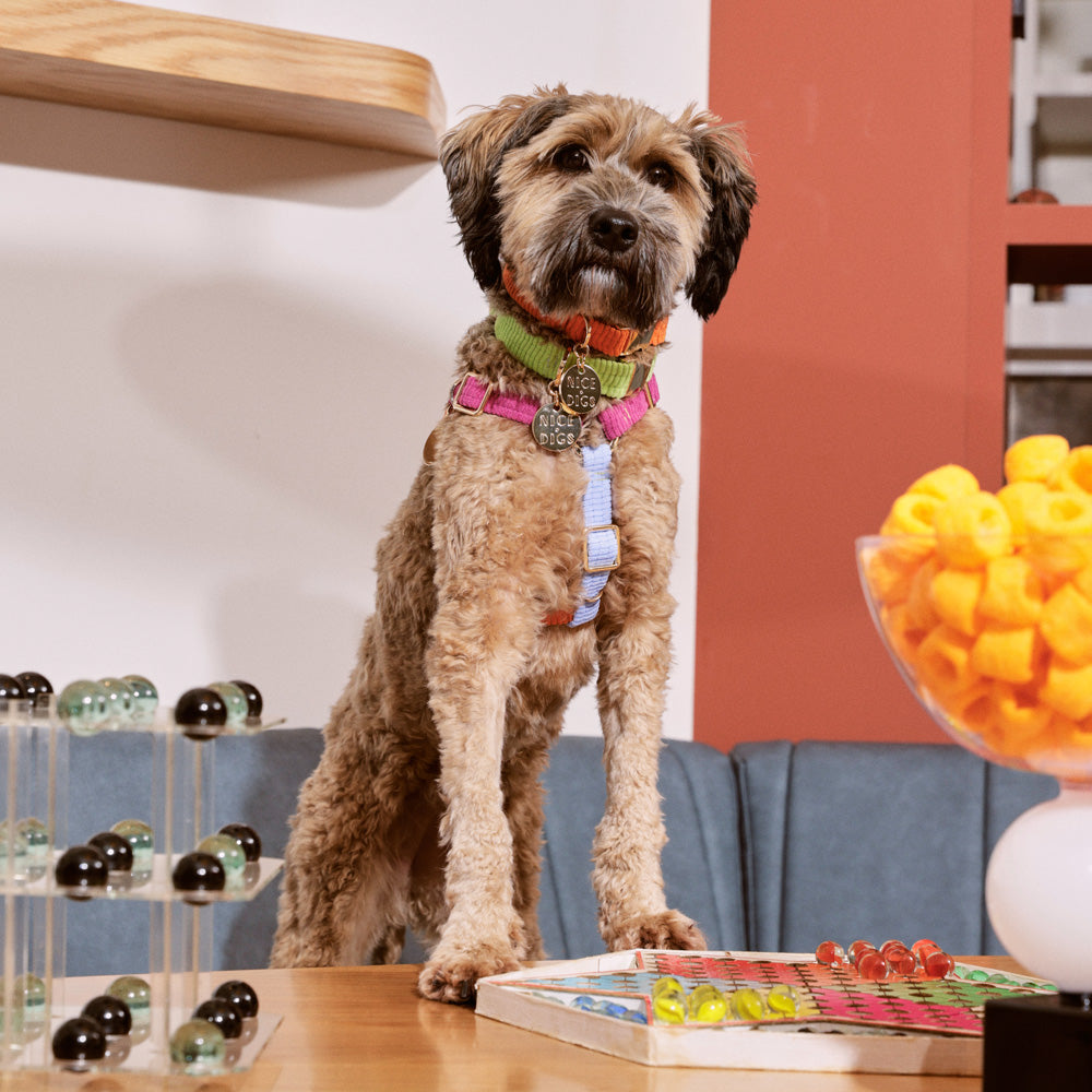 Cord Non-Pull Dog Harness - Fruit Salad