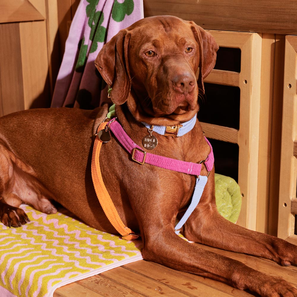 Cord Non-Pull Dog Harness - Fruit Salad