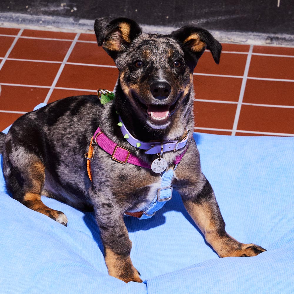 Smooth Spike Leather Dog Collar - Lime Drops