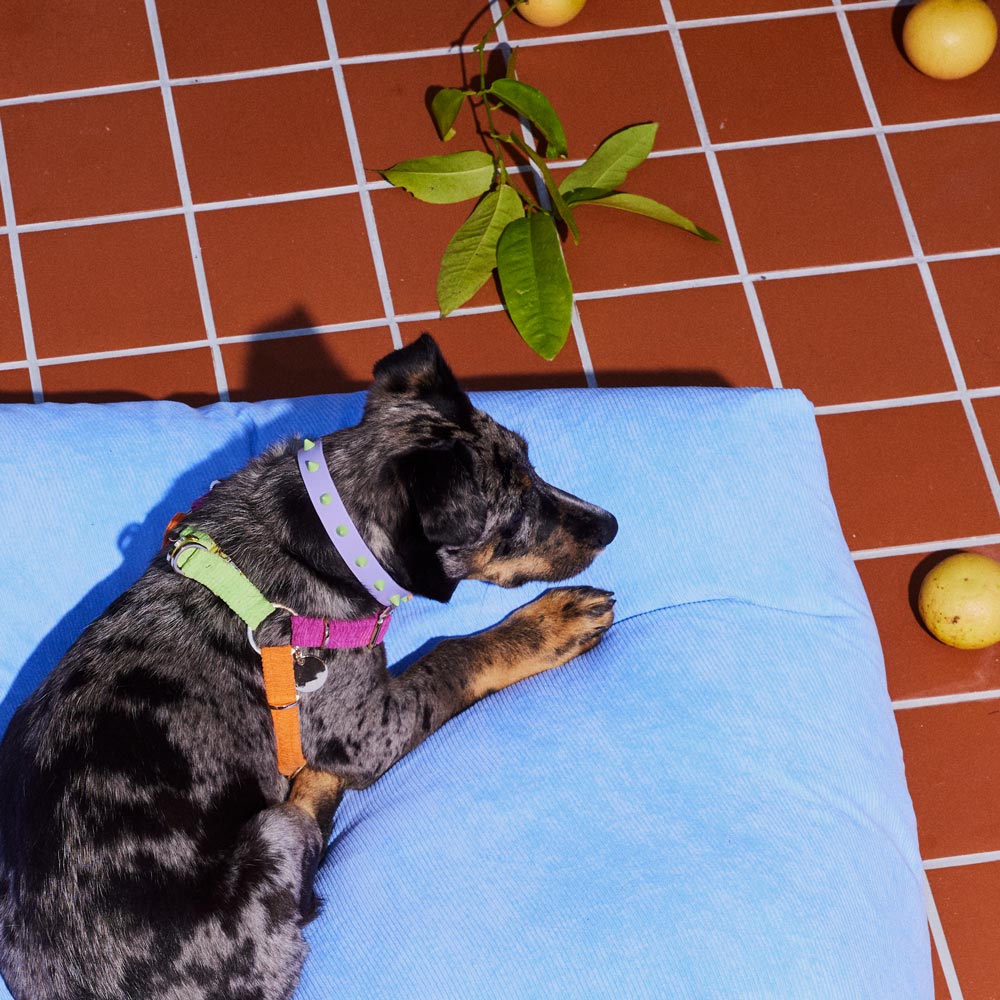 Smooth Spike Leather Dog Collar - Lime Drops