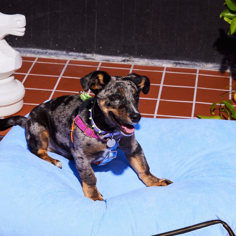 Smooth Spike Leather Dog Collar - Lime Drops