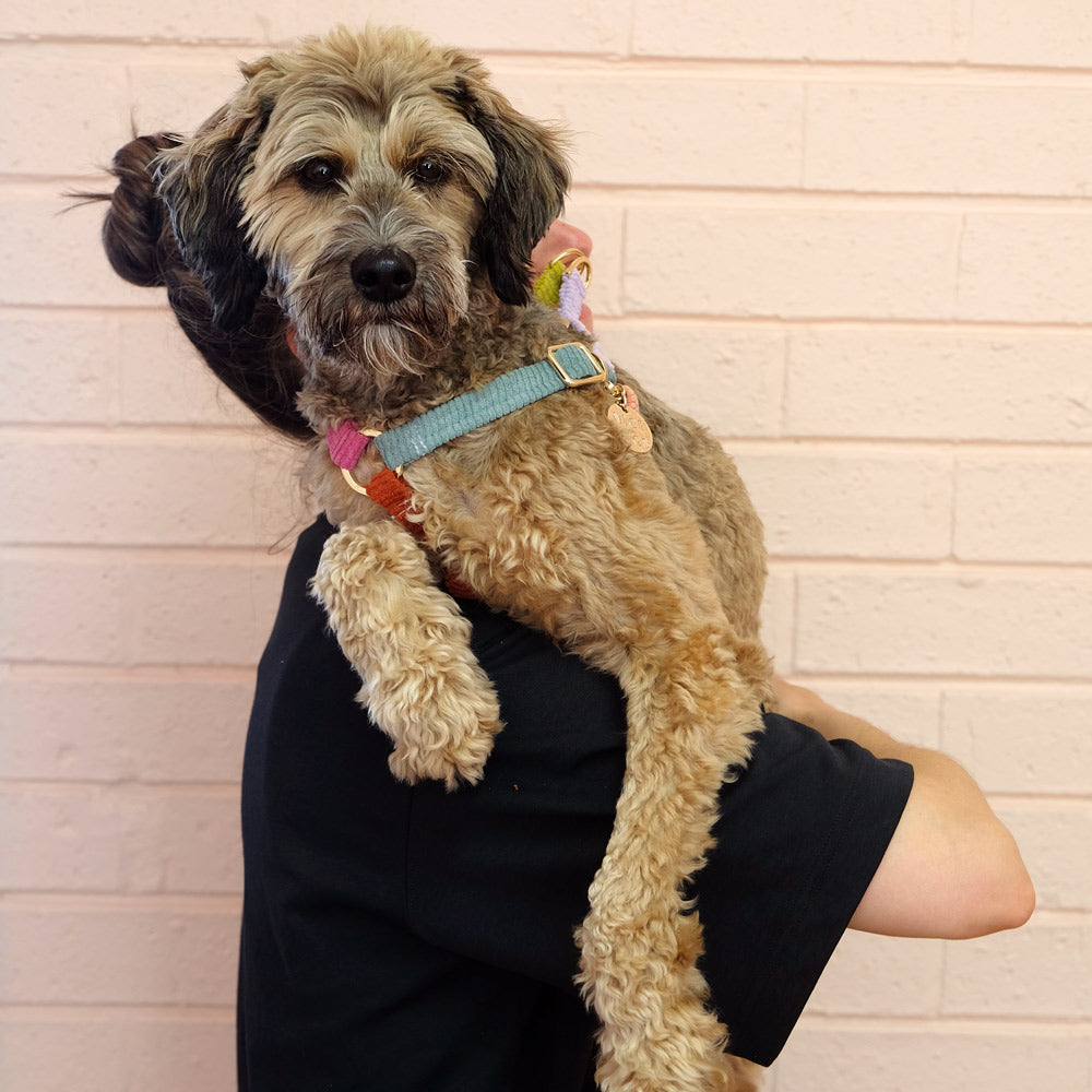 Lucky Dip Cord Dog Harness - Spin the Wheel